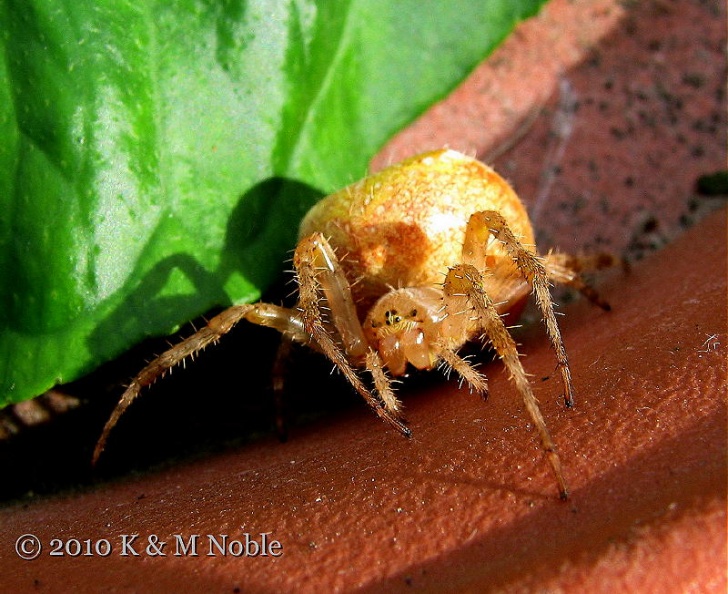 four-spot orb-weaver exIMG_2991 _800_.JPG